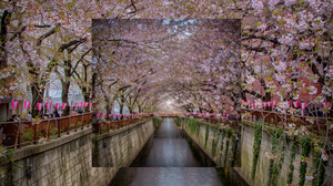 Cherry Blossom lane